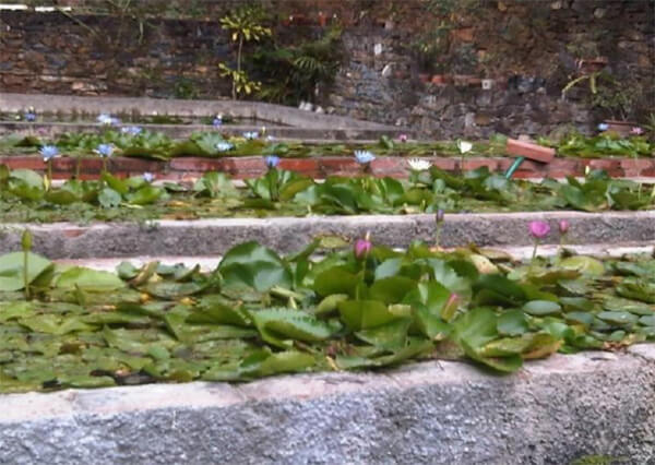 Variedad de Nymphaea