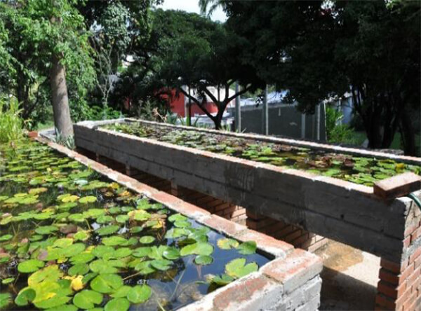 Variedad de plantas de Nymphaea, especies