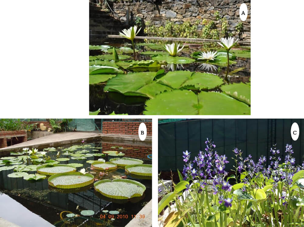 A) Nymphaea “Bianca Castillo” B) Victoria cruziana, d´Orbigny C) Eicchonia paniculata