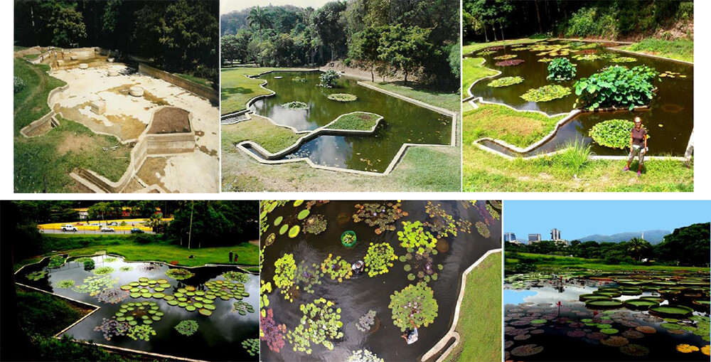 Vistas de la Laguna Venezuela, Jardín Botánico de la UCV