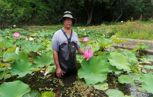 Biólogo Miguel Castillo y Nelumbo nucifera Gaertn.