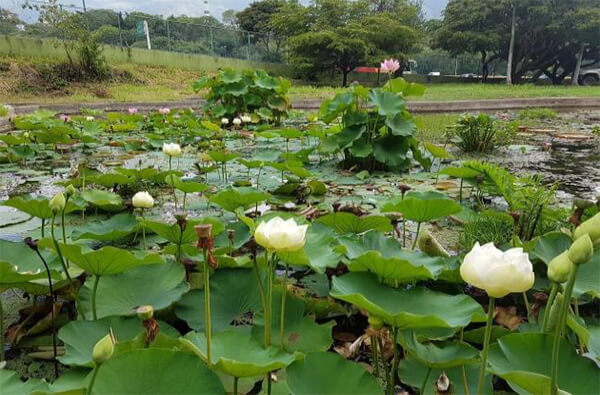 Nelumbo nucifera Gaertn. Loto Sagrado del rio Nilo.