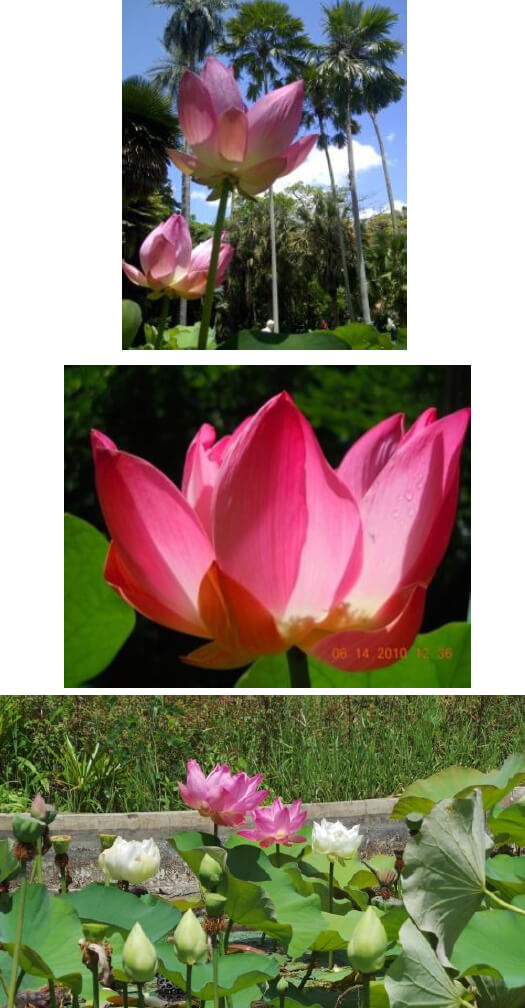 Nelumbo nucifera Gaertn. Rosado Loto Indio.