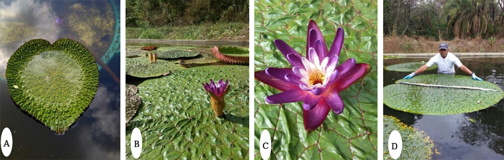 A, B, C, D) Nympahaeaceae, género Euryale, es originaria de China y Japón Euryale ferox Salisb. Nymphaeaceae, Género Nuphar. Nuphar lutea, (L.) Sibth. & Sm, original del Golfo de México y USA. Planta colectada Golfo de México: Miguel Castillo H, Peter Dean Slocum, Don Bryne (†) y Justiniano Velásquez (†) agosto, 1.990, Polinización por abejas