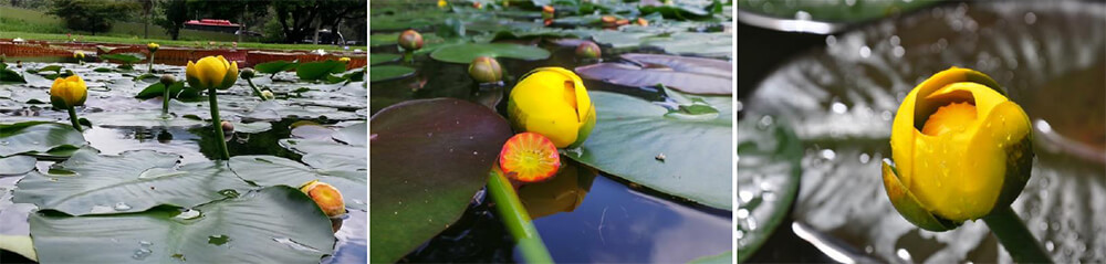 Nymphaea nativas de Australia