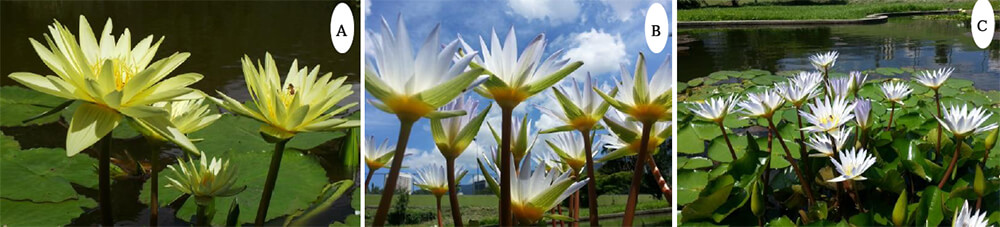 A) Nymphaea “Aviator Pring” B y C) Nymphaea micrantha