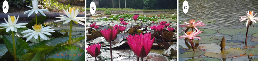 A) Nymphaea lotus. B) Nymphaea “Red Flare”. C) Nymphaea lotus var