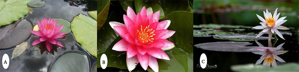 A) Nymphaea “Mayla”. B) Nymphaea “Attraction”. C) Nymphaea Arc-en-ciel