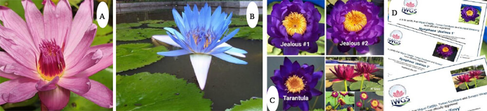 A) Nymphaea “Aiglée Castillo” B) Nymphaea “Andrea Castillo” C y D) Nymphaea híbridos subgéneros Anecpha x Brachyceras