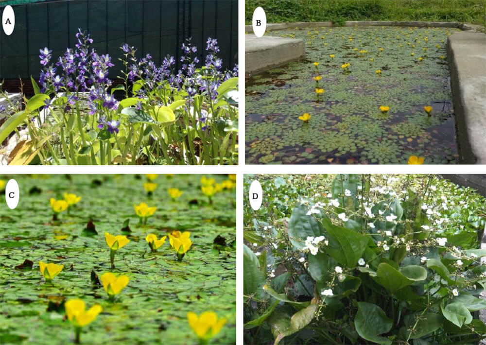 A) Eichornia paniculata, Origen Noreste de Brasil. B y C) Ludwigia sidiodes, Origen: Antillas, Sur y Centro América. D) Echinodorus grandiflorus. Origen; Distribución General: Desde México hasta el Sur de Brasil