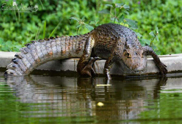 Baba o Caiman crocodilus L. Esta Baba nunca atacó a los estudiantes o personal que trabajaba en la laguna