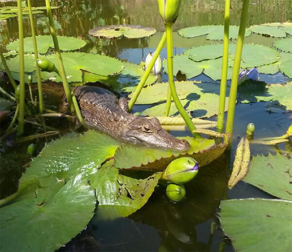 Baba o Caiman crocodilus L. Esta Baba nunca atacó a los estudiantes o personal que trabajaba en la laguna