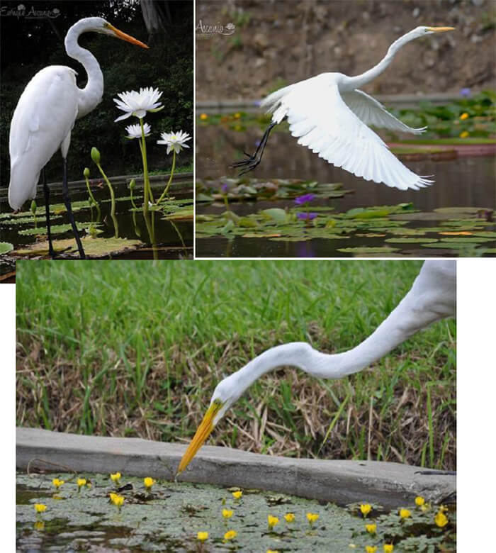 (Egretta alba) junto a la Nymphaea Albert de lestang., Nymphaea y Ludwigia sidiodes.