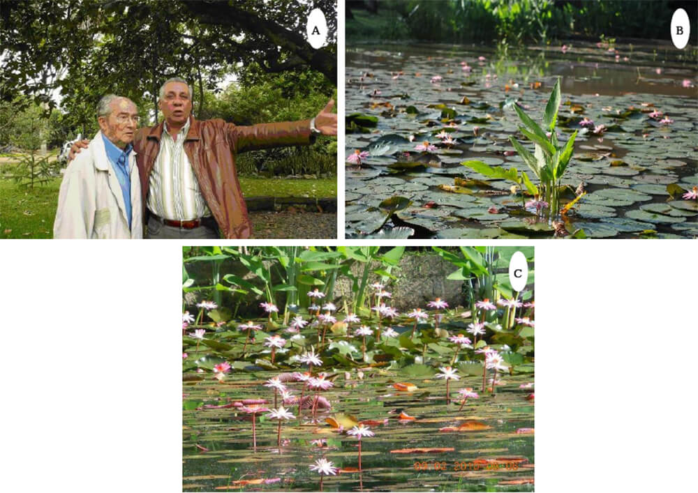 A) Dr. Leandro Aristeguieta (†) asesor permanente de la FIBV, Dr. Aníbal Castillo presidente de la FIBV, supervisando los trabajos en los distintos ambientes del Jardín Botánico. B) y C) Nymphaea lotus variedad rosa