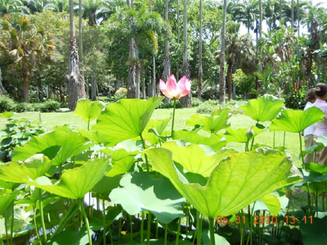 Lago Venezuela. Jardín Botánico de Caracas