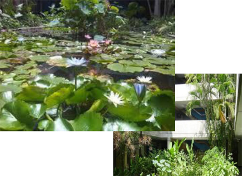 Jardín Acuático dentro del edificio del Instituto de Zoología y Ecología Tropical. Facultad de Ciencias, UCV. Caracas.