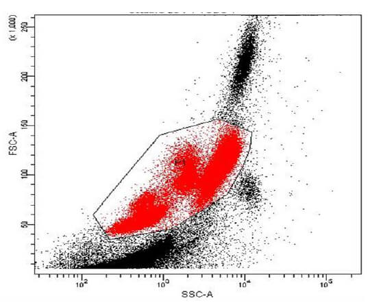 Figura 1. Citograma de dispersión (dot plot FSC/SSC) obtenido por citometría de flujo de sangre periférica. Se muestra el 100% de los eventos adquiridos y la población P1 (eventos en color rojo) que representan el grupo de células mononucleares.