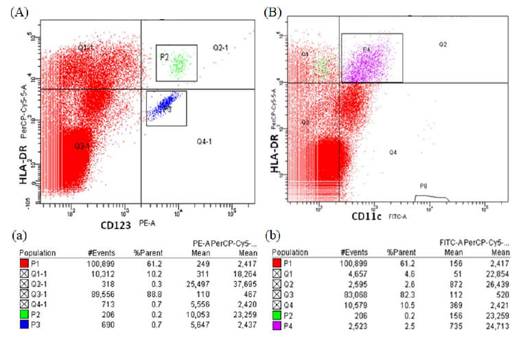 Figura 3. Citogramas de fluorescencia obtenidos por citometría de flujo de sangre periférica. Las células fueron caracterizadas empleando anticuerpos anti-HLA-DR acoplado a PerCP, anti-CD123 PE y anti-CD11c FITC. Se muestra el 100% de los eventos adquiridos. (A) Citograma de fluorescencia anti-HLA-DR/CD123, P2 (color verde)= CDs plasmocitoides (HLA-DR+ CD123+), P3 (color azul)= Basófilos (HLA-DR- CD123+) (B) Citograma de fluorescencia anti-HLA-DR/CD11c, P4 (color morado)= CDs mieloides (HLA-DR+ CD11+). (a) y (b) Cuadro de estadística mostrando número de eventos adquiridos (#Events), proporción de células (%Parent) y media de fluorescencia de cada fluorocromo (PE, FITC y PerCP mean).