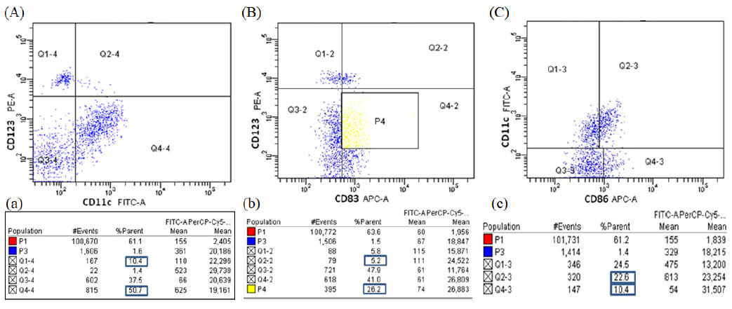 Figura 3. Citogramas de fluorescencia obtenidos por citometría de flujo de sangre periférica. Las células fueron caracterizadas empleando anticuerpos anti-HLA-DR acoplado a PerCP, anti-CD123 PE y anti-CD11c FITC. Se muestra el 100% de los eventos adquiridos. (A) Citograma de fluorescencia anti-HLA-DR/CD123, P2 (color verde)= CDs plasmocitoides (HLA-DR+ CD123+), P3 (color azul)= Basófilos (HLA-DR- CD123+) (B) Citograma de fluorescencia anti-HLA-DR/CD11c, P4 (color morado)= CDs mieloides (HLA-DR+ CD11+). (a) y (b) Cuadro de estadística mostrando número de eventos adquiridos (#Events), proporción de células (%Parent) y media de fluorescencia de cada fluorocromo (PE, FITC y PerCP mean).