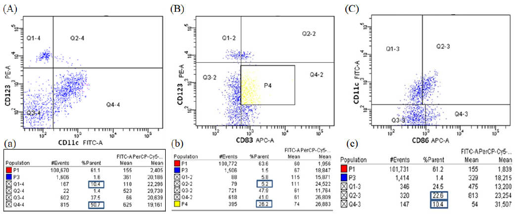 Figura 3. Citogramas de fluorescencia obtenidos por citometría de flujo de sangre periférica. Las células fueron caracterizadas empleando anticuerpos anti-HLA-DR acoplado a PerCP, anti-CD123 PE y anti-CD11c FITC. Se muestra el 100% de los eventos adquiridos. (A) Citograma de fluorescencia anti-HLA-DR/CD123, P2 (color verde)= CDs plasmocitoides (HLA-DR+ CD123+), P3 (color azul)= Basófilos (HLA-DR- CD123+) (B) Citograma de fluorescencia anti-HLA-DR/CD11c, P4 (color morado)= CDs mieloides (HLA-DR+ CD11+). (a) y (b) Cuadro de estadística mostrando número de eventos adquiridos (#Events), proporción de células (%Parent) y media de fluorescencia de cada fluorocromo (PE, FITC y PerCP mean).