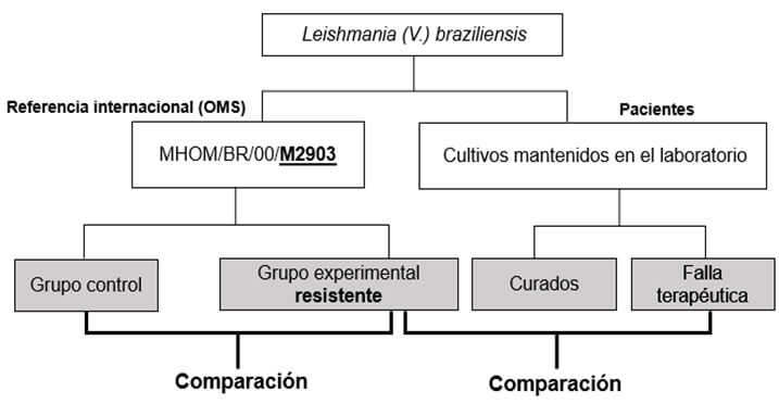 Figura 1. Algoritmo metodológico para obtención de muestras y comparación de perfiles genéticos.