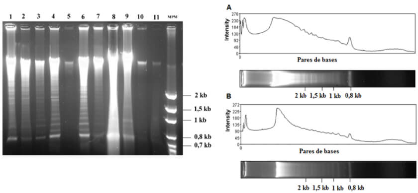 Figura 4. Electroforesis en gel de agarosa al 1% que muestra digestión de ADN total con enzima HindIII. Imagen izquierda: L1-7: Muestras provenientes de pacientes / L8: Muestra no digerida / L9: Grupo control / L10-11: Muestra no digerida / MPM: Marcador de peso molecular 100pb Axygen®. Imagen derecha: A: Paciente 1 (P1) / B: Paciente 3 (P3).