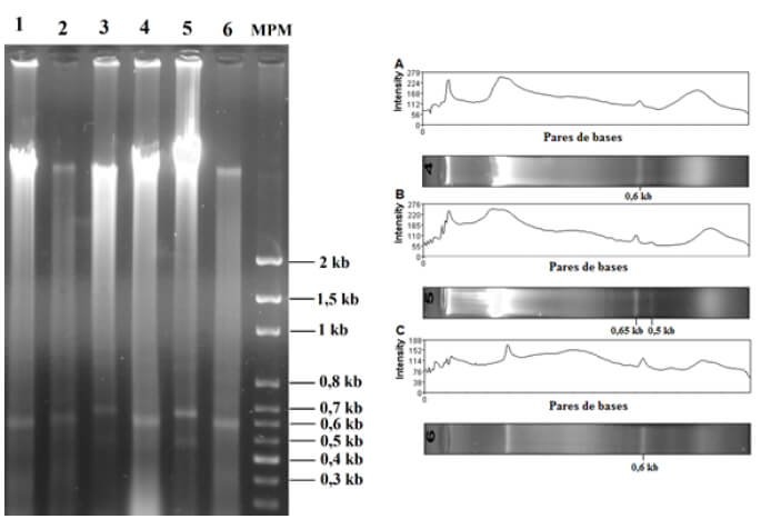 Figura 5. Electroforesis en gel de agarosa al 1% que muestra digestión de ADN sensible, resistente y de paciente con enzimas PstI y MspI en 24h. Imagen izquierda: L1: Grupo control + PstI / L2: Grupo experimental + PstI / L3: P1 + PstI / L4: Grupo control + MspI / L5: Grupo experimental + MspI / L6: P1 + MspI / MPM: Marcador de peso molecular 100 pb Axygen®. Imagen derecha: A: Grupo control + MspI / B: Grupo experimental + MspI / C: Paciente 1 (P1) + MspI.