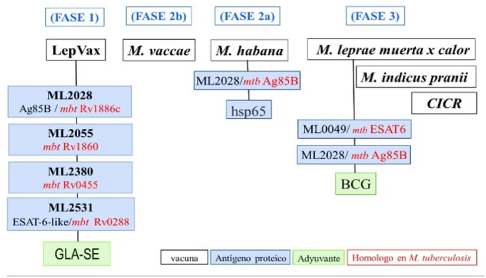 Figura 3. Vacunas desarrolladas en lepra.