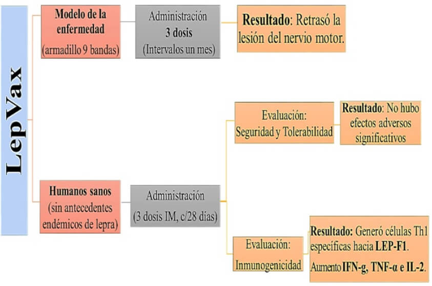 Figura 4. Vacuna de Hansen empleada en modelo animal y en personas (Fase 1).