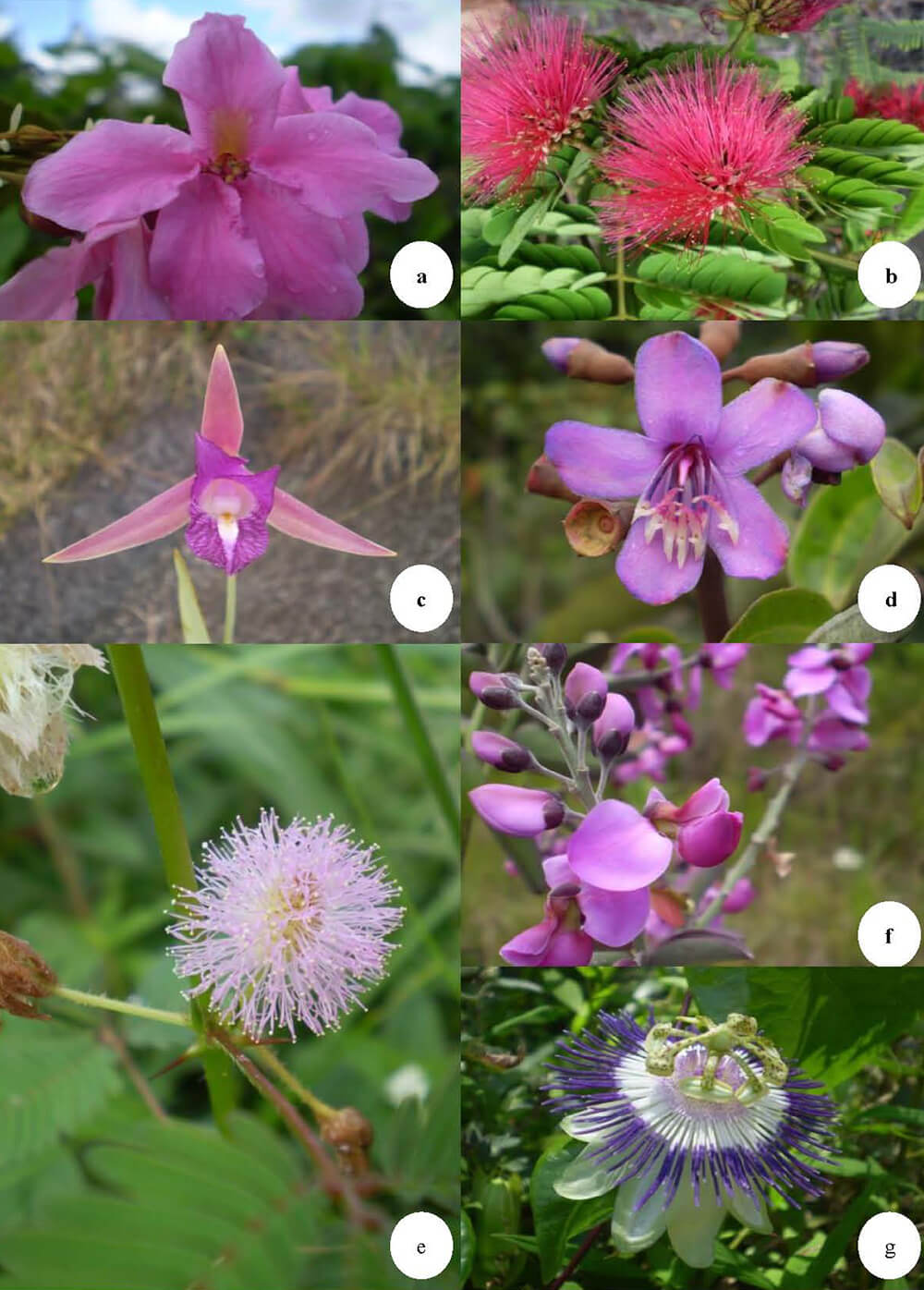 Figura 1. a.-Bauhinia kunthiana, b.-Calliandra rigida, c.-Cleistes parviflora, d.-Meriania urceolata, e.-Mimosa pudica var. tetrandra, f.-Securiadaca sp., g.-Passiflora retipetala.
