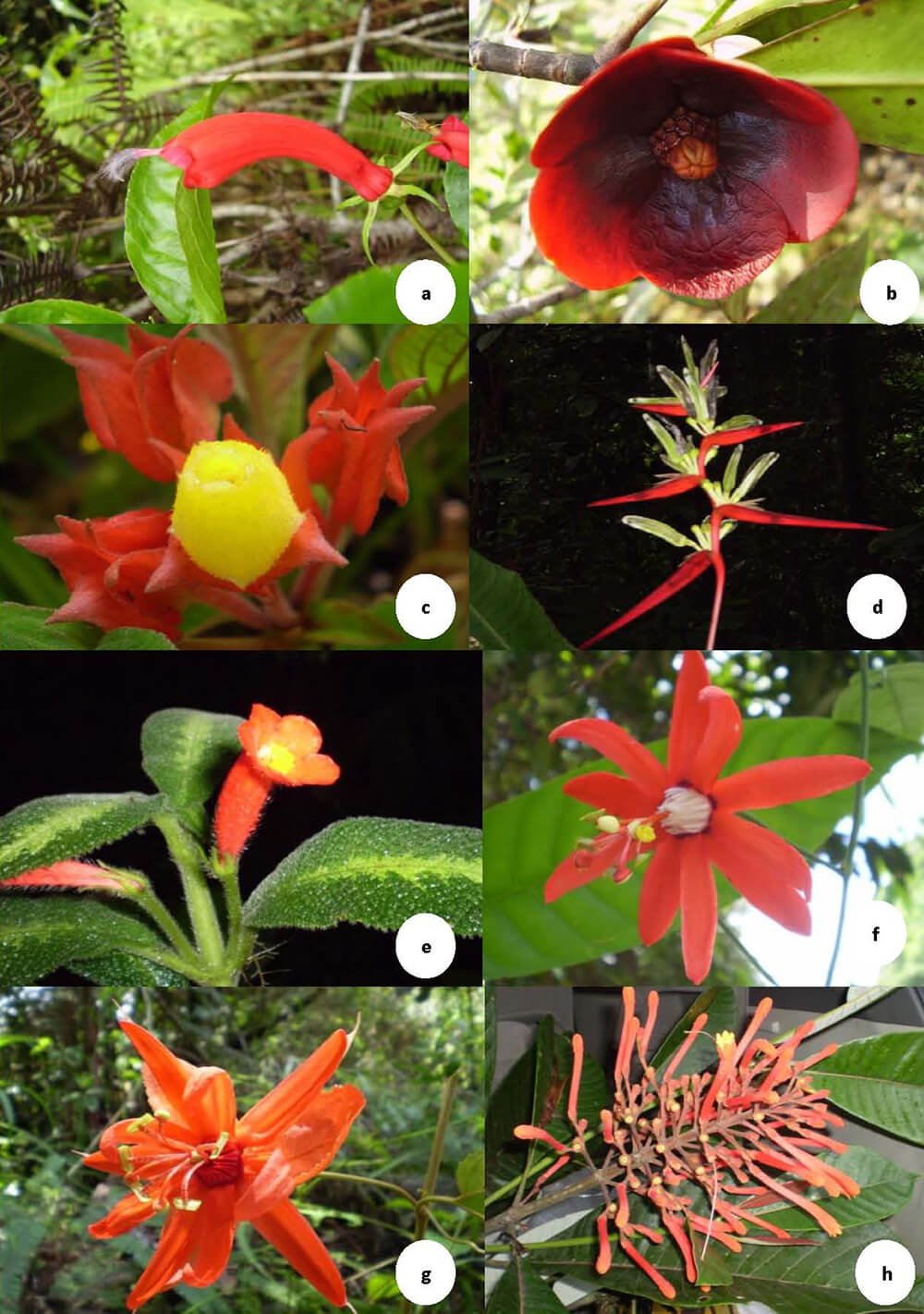 Figura 2. a.-Centropogon sp., b.-Clusia schomburgkiana, c.-Corytoplectus deltoideus, d.-Heliconia hirsuta, e.-Nautilocalyx porphirotrichus, f.-Passiflora coccinea, g.-P. tecta, h.-Isertia sp.