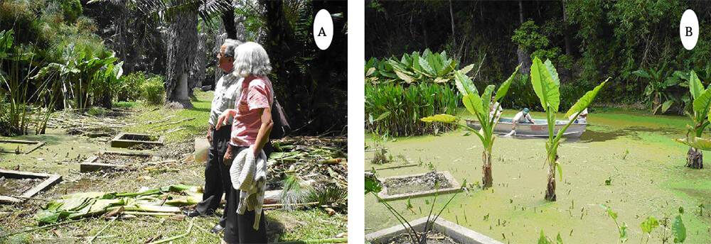 Mantenimiento de la Laguna Principal, extracción de la Lemna y restauración del suelo de las jardineras. A) observación de los Biólogos Gladis Rodríguez y Dr. Alfonso Cardozo (Miembros de la Junta Directiva de la FIBV, 2008) B)Typhonodorum lindleyanum