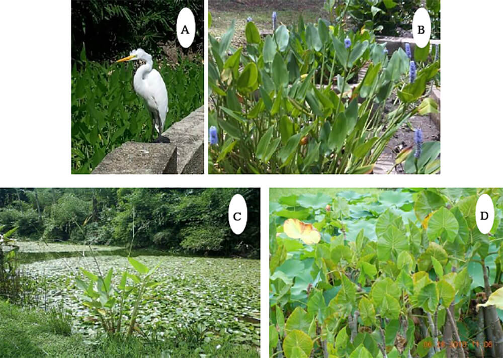 A) La garza, Egretta alba. B) Pontederia cordata. C) Thalia trichocalix (Gayn) y Limnocharitaceae. Hydrocleys nymphoides “Amapola de Agua". D) Montricardia arborescens (L) Origen: Especie presente desde Guatemala hasta Panamá, Puerto Rico, Antillas Menores, Guyana, Surinam, Guayana Francesa, Colombia, Venezuela y Sur de Brasil.