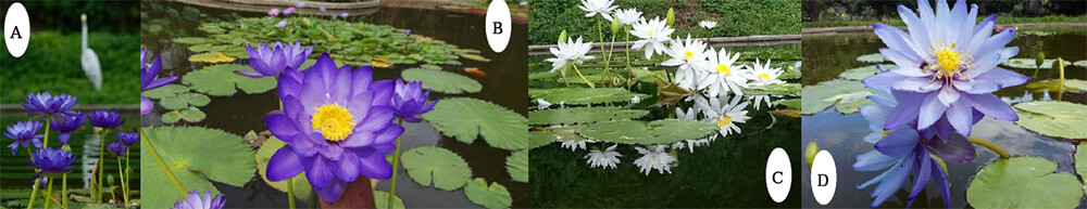 A y B) Nymphaea carpentariae C) Nymphaea Albert de”Lasteing” D) Nymphaea gigantea var immutabilis