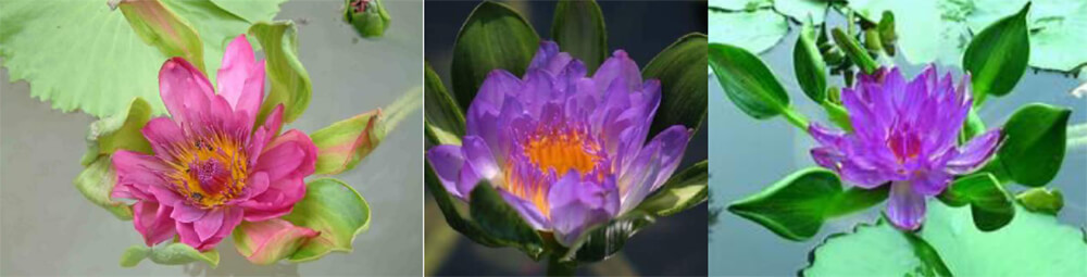 India Nymphaea "Nangk-wag" origen de la India (red and blue "Diosa India")
