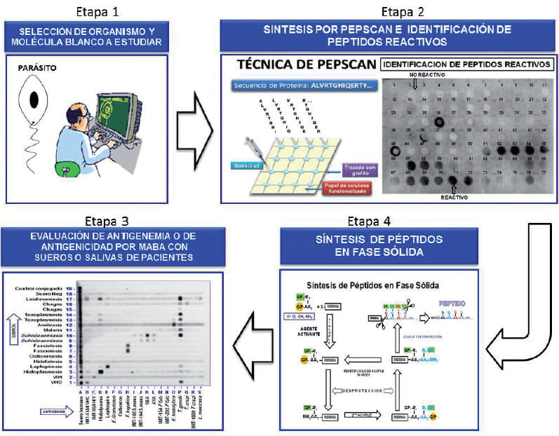 Figura 1. Esquema de una de las estrategias desarrolladas en la Sección de Biohelmintiasis en la búsqueda de antígenos con valor inmunodiagnóstico.