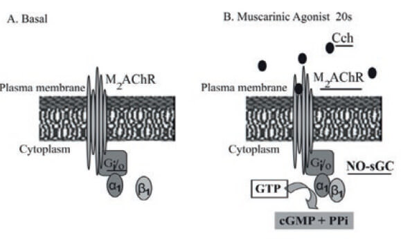Figure 4. Model for the novel signal transducing cascade forms by a M2mAChR, Gi/o, and the α1β1 of NO-sGC heterodimer in mammalian cells. Proposed model for a novel signal transducing cascade in mammalian cells involving three distinct molecular entities: M2mAChR, Gi/o protein, and heterodimer of α1β1 of NO-sGC. (A) Basal condition: The M2mAChR and Gi/o proteins and the α1 subunit of the α1β1NO-sGC hetero-dimer is located at the plasma membrane bilayer while the β1 subunit of the hetero-dimer α1β1NO-sGC is located at the cytoplasm of ASM. (B) Under muscarinic exposure, the agonist (Cch) binds at the extracellular domains of M2mAChR causing the activation of M2mAChR. This induces conformational changes at the M2mAChR cytoplasm domains stimulating a PTX-sensitive G protein (Gi/o), which may facilitate the migration of β1 subunit and transient activation of the α1β1 heterodimer NO-sGC resulting in a fast rise in cGMP production, which is related to the 20s cGMP signal generated during the muscarinic activation of airway smooth muscle cell (Guerra de González et al., 1999).