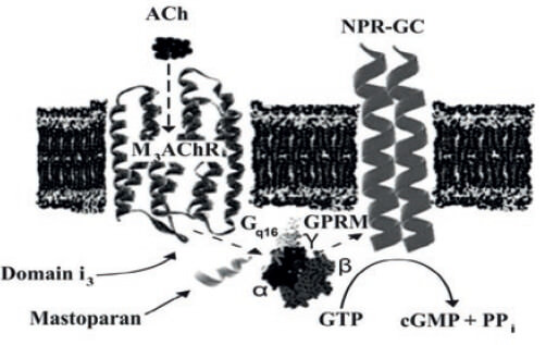 Figure 5. Schematic model of signal cascade involving M3mAChR/Gq16/NPRGC- B at ASM. This model is composed of three separate and different molecular entities, M3mAChR, a GPCR seven transmembrane receptor, a heterotrimeric G protein and homodimeric NPR-GC (cGMP producing enzyme) as the effector. The drawings do not take into account the actual structural biology (molecular mass) of these entities; it is a scheme to suggest the flow of information in this signal transducing cascade, which is indicated by the dashed lines. Thus, a muscarinic agonist (ACh) binds at extracellullar domains of M3mAChR inducing a conformational change at the cytoplasmic i3M3mAChR domain, which stimulates the Gqα16ßγ, releasing active subunits that interact with NPR-GC-B. Mastoparan and its active analogues may interfere at the interactions between i3M3mAChR domain and the Gqα16ßγ protein. Taken from (Alfonzo et al., 2006).