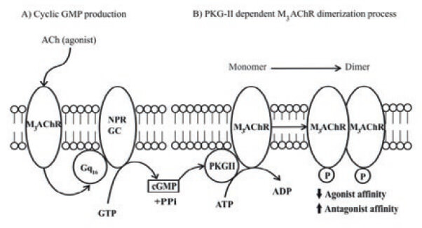 Figure 7. Cyclic GMP induced a PKG-II dependent M3 AChR dimerization and desensitization Proposed model of molecular regulation of M3mAChR induced by PKG-II phosphorylation at plasma membrane from BASM. All molecular components are membrane associated entities. (A) Muscarinic agonist (Acetylcholine) binds to M3mAChR and activates the heterotrimeric Gq16, which stimulates the NPR-GC-B and increases the cGMP production. (B) Cyclic GMP activates the membrane-bound PKG-II and produces the M3mAChR phosphorylation inducing a conformation changes to promote the formation of a M3mAChR dimer, which stabilizes or “freezes” the M3mAChR population, in a “refractory state” to agonist activation, and prone to antagonist binding, which helps to understand the molecular mechanisms of muscarinic antagonist drug action.