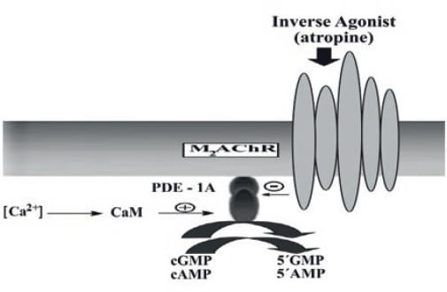 Figure 10. A model of a novel transducing cascade integrated by an M2mAChRs and the PDE1A. This model of a signal transducing pathway of the airway smooth muscle (ASM) proposes that muscarinic agents (antagonists) acting as ‘‘inverse agonists’’ bind to the M2mAChR located to ASM sarcolemma, which induces the inhibition of a plasma membrane- bound PDE1A, which is vinpocetine-inhibited and CaM stimulated enzyme. This last PDE1A inhibition can increase the cGMP/cAMP intracellular levels, inducing ASM relaxation.